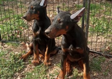 Doberman Pinscher pups
