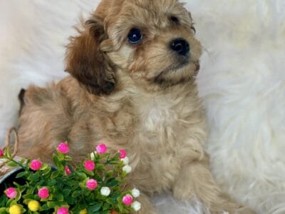Miniature Poodle Pups