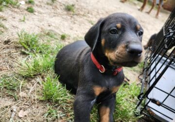 Doberman puppies