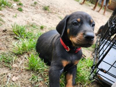 Doberman puppies