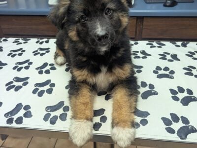 Miniature Australian Shepherd