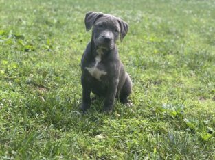 XL Bully ABKC Registered Blue Male