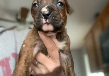 AKC Female Boxer Puppy 2