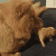 Rehoming 2 Year old Champion Blood 100% chow chow