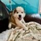 Siberian Huskies