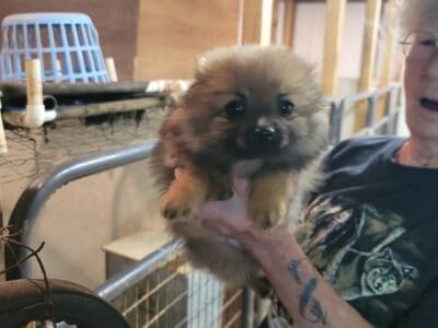 CKC Registered Pomeranian puppies