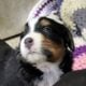 Bernese Mountain dogs