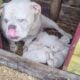 Olde English Bulldog puppies sale or trade