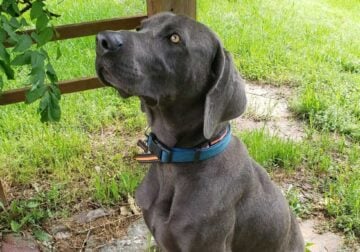 Male Weimaraner 13months old