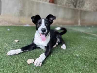 Border Collie Mix