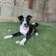 Border Collie Mix