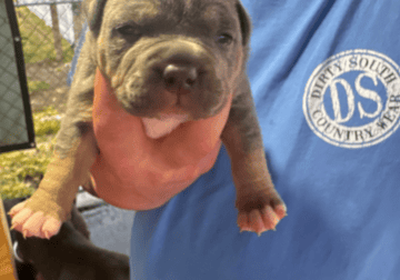 FEMALE AMERICAN BULLIES