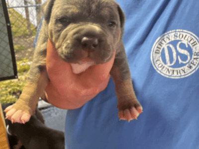 FEMALE AMERICAN BULLIES