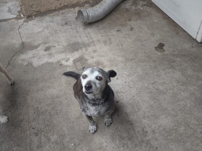 Shadow (Chihuahua, Mini-Doberman Mix)