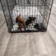 2 male/female Corgy Bull Terrier Puppies