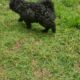 Maltipoo puppies