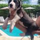 Great dane euro line puppies