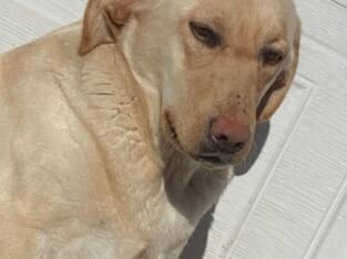 Yellow Lab