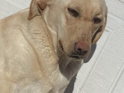Yellow Lab