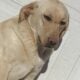 Yellow Lab