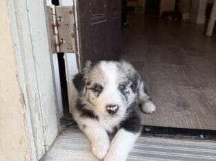Border Collie Puppies