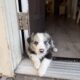 Border Collie Puppies