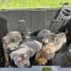 American Bulldog German Shepard puppies