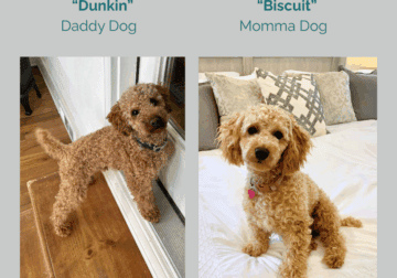🐾✨ Micro Golden Doodles Are On the Way! ✨🐾