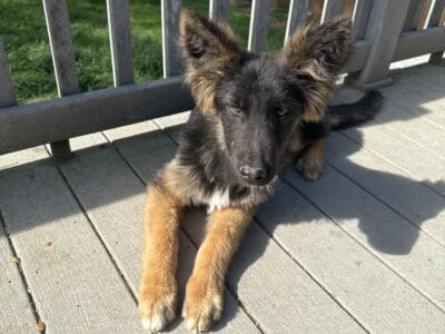 German shepherd puppy