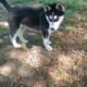 Siberian Husky (Male Puppy)