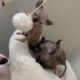 Ready for forever home sphynx kittens