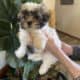 MALE SMORKIE -SEVEN WEEKS OLD- BLACK AND WHITE