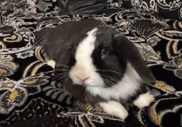 Dwarf lop bunny