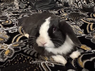 Dwarf lop bunny