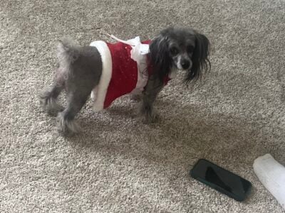 Yorkie poo