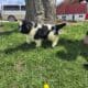 Akc registered Newfoundland puppy