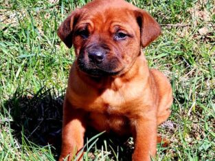 Rottweiler-German Shepherd Pup