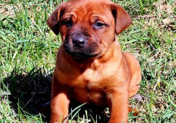 Rottweiler-German Shepherd Pup