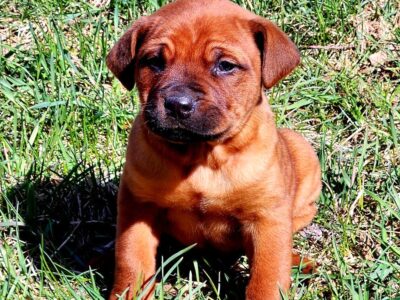 Rottweiler-German Shepherd Pup