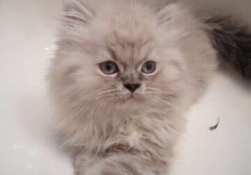 Seal Point Himalayan Kittens $650