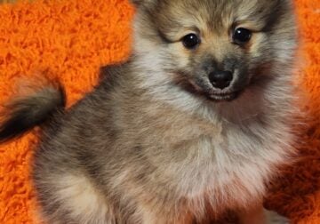 Pomeranian Puppy For Sale