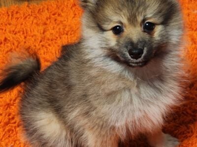 Pomeranian Puppy For Sale