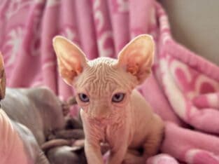 Ready for forever home sphynx kittens