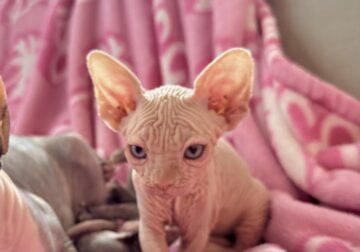 Ready for forever home sphynx kittens