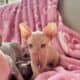 Ready for forever home sphynx kittens