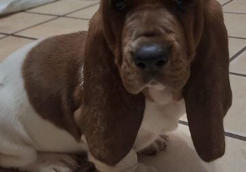 Beautiful Female Basset Hound born 3/10/25
