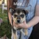 Husky/German Shepherd Puppies