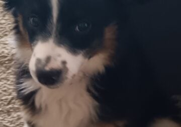 Mini Aussie in need of loving home