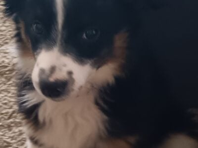 Mini Aussie in need of loving home