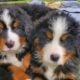 Bernese Mt Dogs Pups